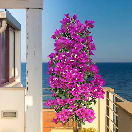 Terrazza Sul Mare Apartmán